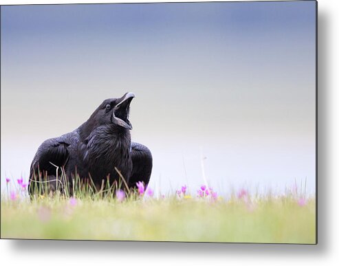Common Raven Metal Print featuring the photograph Spring Raven by Max Waugh