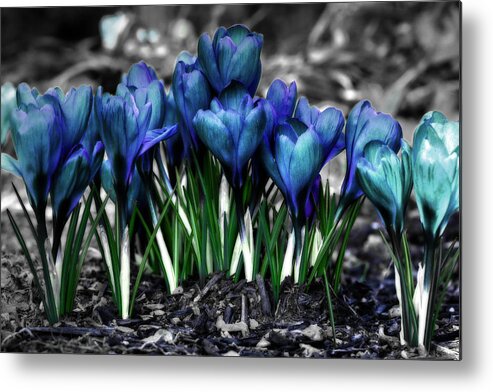 Spring Metal Print featuring the photograph Spring Rebirth by Shelley Neff