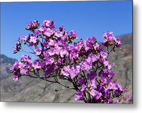 Blue Sky Metal Print featuring the photograph Spring Rhododendron in Altay Mountains by Victor Kovchin