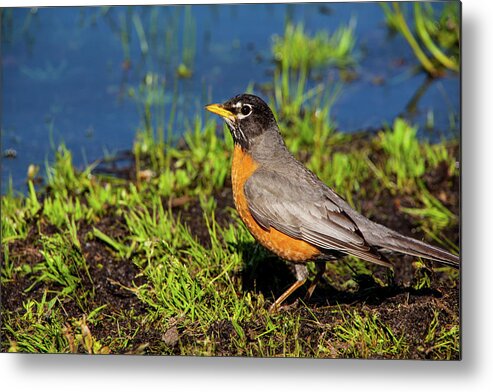 Spring Robin Metal Print featuring the photograph Spring Robin by Karol Livote