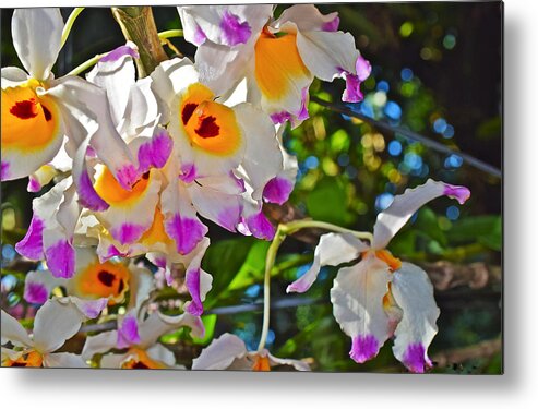 Orchid Metal Print featuring the photograph Spring Show 15 Brazilian Orchid by Janis Senungetuk