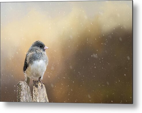 Snow Metal Print featuring the photograph Spring Snow by Cathy Kovarik