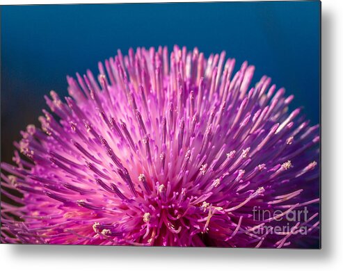 Spring Metal Print featuring the photograph Spring Thistle in Bloom by Tom Claud
