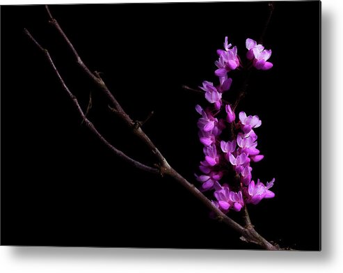 Redbud Metal Print featuring the photograph Spring Time 4 by Mike Eingle