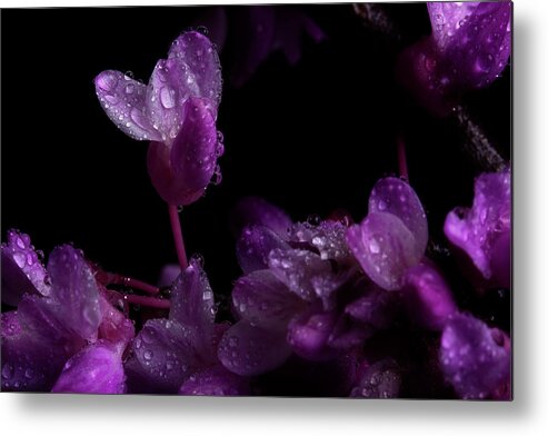 Redbud Metal Print featuring the photograph Spring Time Redbud 5 by Mike Eingle