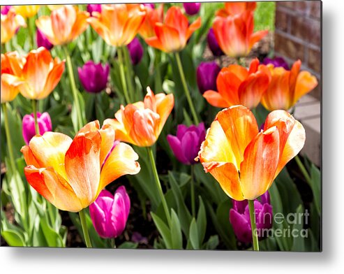 Flowers Metal Print featuring the photograph Spring Tulips by Terri Morris