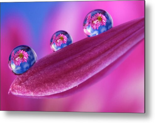 Macro Metal Print featuring the photograph Spring by William Lee