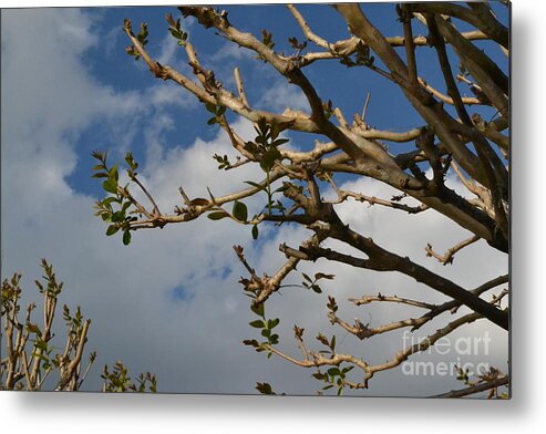 Spring Metal Print featuring the photograph Springing Forth by Carol Bradley