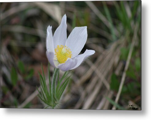 Crocus Wild Flower Spring Forest Northern Saskatchewan Scenery Metal Print featuring the photograph Spring's Kiss by Andrea Lawrence