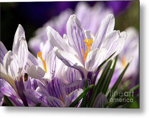 Crocus Metal Print featuring the photograph Springtime Color by Sharon Talson