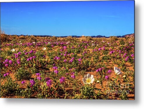 Arizona Metal Print featuring the photograph Springtime In The Sonoran Desert by Robert Bales