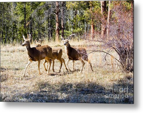 Deer Metal Print featuring the photograph Springtime Mule Deer in the Pike National Forest by Steven Krull