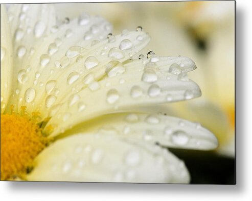 Daisy Metal Print featuring the photograph Sprinkled by Angela Rath