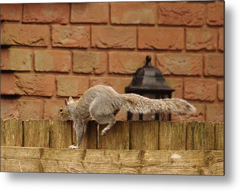Urban Metal Print featuring the photograph Squirrel Parkour by Adrian Wale