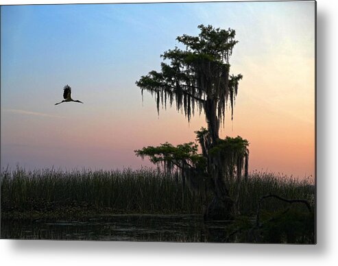 Tree Metal Print featuring the photograph St Augustine Morning by Robert Och