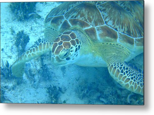 Sea Turtle Metal Print featuring the photograph St Thomas Turtle by Brooke Bowdren