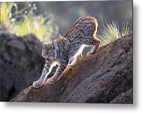 Animal Metal Print featuring the photograph Stalking At Sunset by Gianfranco Barbieri