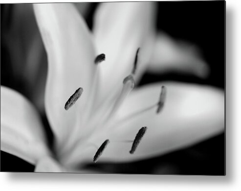 Stamens Monochrome Flower Metal Print featuring the photograph Stamens by Ian Sanders