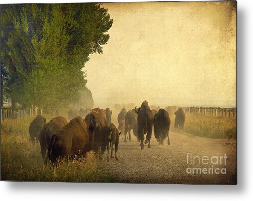 Bison Metal Print featuring the photograph Stampede by Teresa Zieba