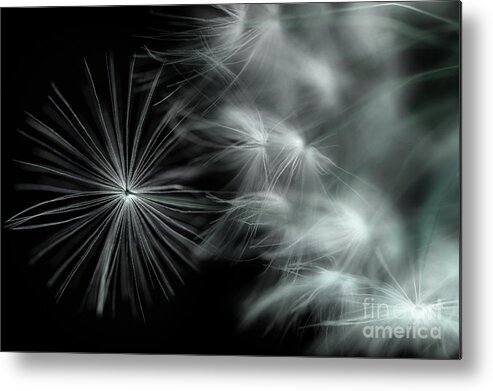 Dandelion Metal Print featuring the photograph Stand Out And Be Noticed by Michael Eingle