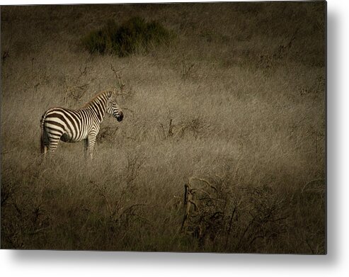Zebra Metal Print featuring the photograph Standing in The Light by Roger Mullenhour
