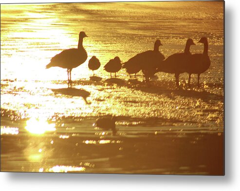 Geese Metal Print featuring the photograph Standing on Ice by Scott Cordell