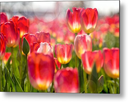Wooden Shoe Metal Print featuring the photograph Standing Out in the Crowd by David Gn