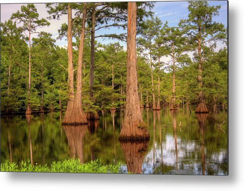 Bayou Metal Print featuring the photograph Standing Strong by Ester McGuire