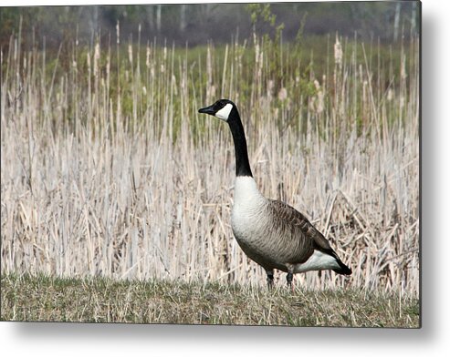 Canada Metal Print featuring the photograph Standing Tall by Mark J Seefeldt