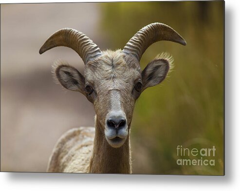 Colorado Metal Print featuring the photograph Stare Down by Barbara Schultheis