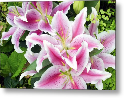 Floral Metal Print featuring the photograph Stargazers by Emerita Wheeling