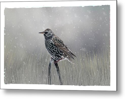 Avian Metal Print featuring the photograph Starling In Winter by Cathy Kovarik