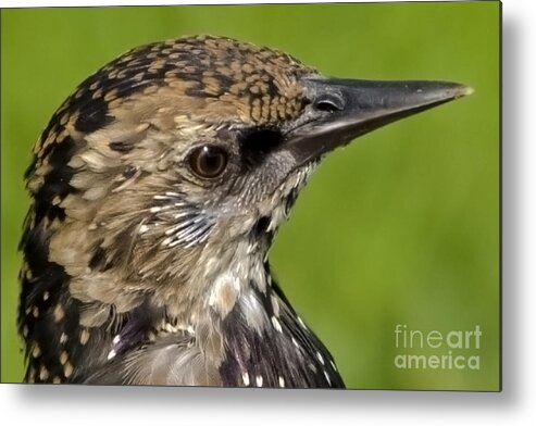 Starling Metal Print featuring the photograph Starling Profile by Linsey Williams