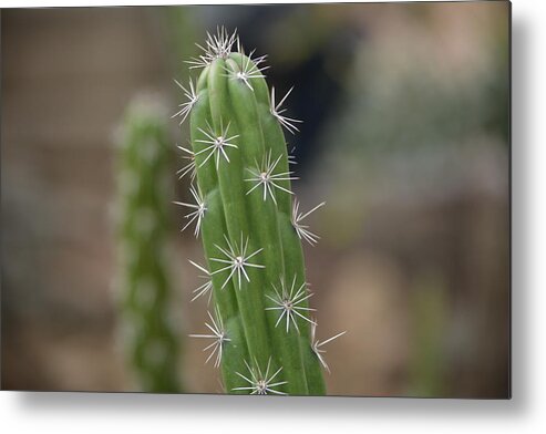 Cactus Metal Print featuring the photograph Stay Sharp by Carolyn Mickulas