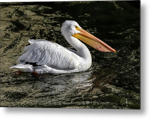 Pelican Metal Print featuring the photograph Steady As She Goes by Ray Congrove