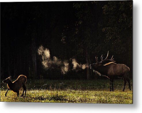 Elk Bugle Metal Print featuring the photograph Steamy Breath Elk Bugle by Michael Dougherty