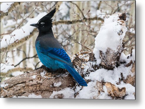 Steller's Jay Metal Print featuring the photograph Steller's Jay in Winter by Mindy Musick King