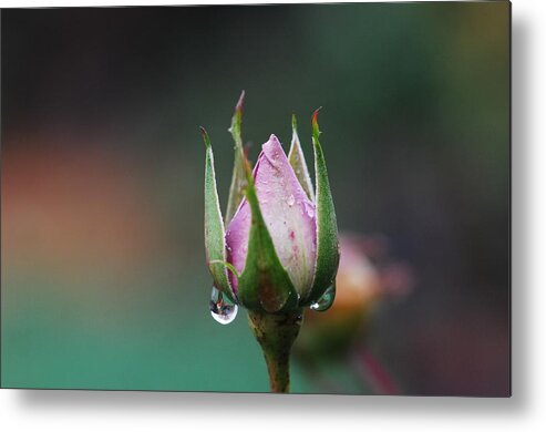 Rose Metal Print featuring the photograph Sterling Rose by Donna Blackhall