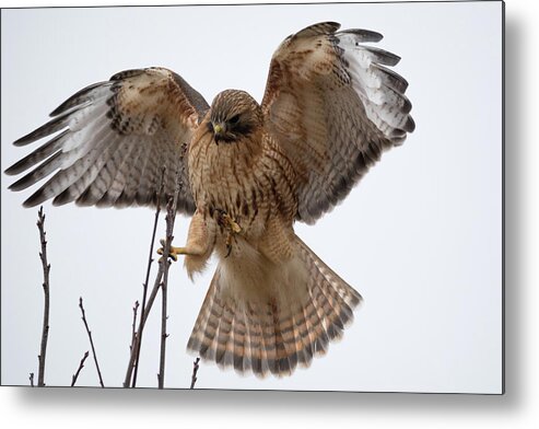 Westboylston Ma Mass Massachusetts Brian Hale Brianhalephoto Newengland New England Nicitating Membrane Blink Blinking Eye Eyelide Portrait Closeup Close Up Redtail Red-tail Red-shoulder Redshouldered Shouldered Red Tail Shoulder Hybrid Hawk Rare Landing Sticks Stick Tree Branches Branch Land Metal Print featuring the photograph STICK the landing by Brian Hale