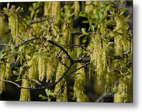 Oak Pollen Metal Print featuring the photograph Sticks Like Glue by Dale Powell