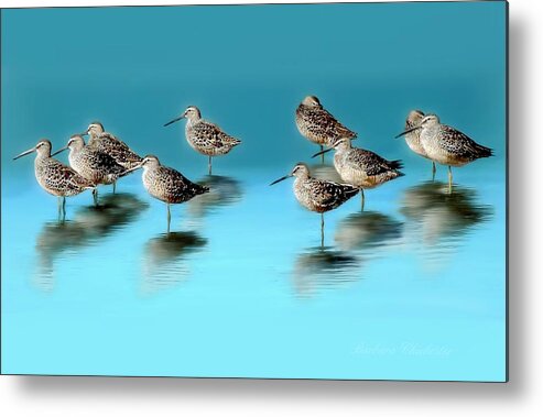  Dowitcher Metal Print featuring the photograph Still Awareness by Barbara Chichester
