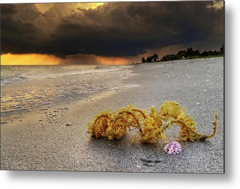 Sanibel Island Metal Print featuring the photograph Storm And Sea Shell On Sanibel by Greg and Chrystal Mimbs