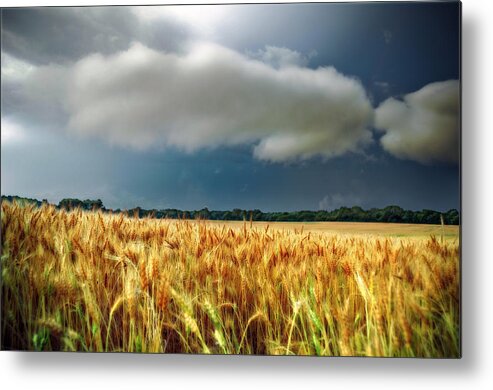 Landscape Metal Print featuring the photograph Storm Over Ripening Wheat by Eric Benjamin