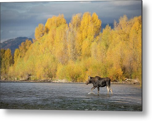 Moose Metal Print featuring the photograph Stormfront by Sandy Sisti