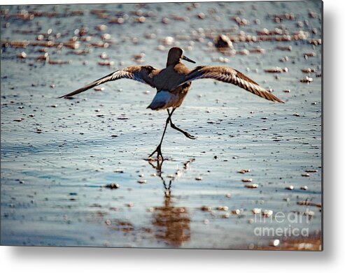 Bird Metal Print featuring the photograph Outer Banks OBX #7 by Buddy Morrison
