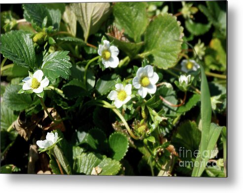 Strawberry Metal Print featuring the photograph Strawberry Flowers by Cassandra Buckley