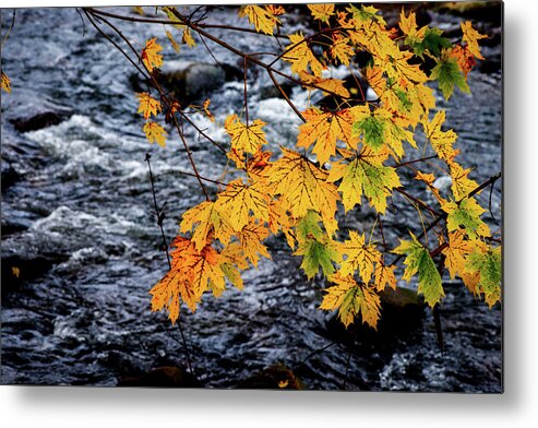 Landscape Metal Print featuring the photograph Stream in Fall by Joe Shrader