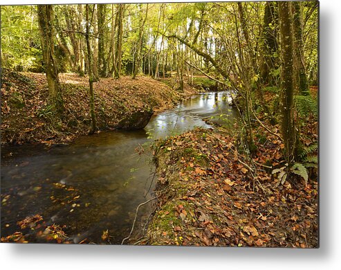 Woods Metal Print featuring the photograph Stream in the Woods by Martina Fagan