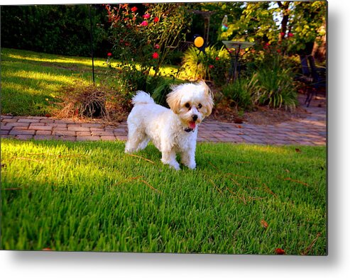 Strike A Pose Metal Print featuring the photograph Strike A Pose by Lisa Wooten