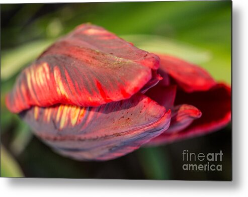 Iris Holzer Richardson Metal Print featuring the photograph Striped red Tulip by Iris Richardson